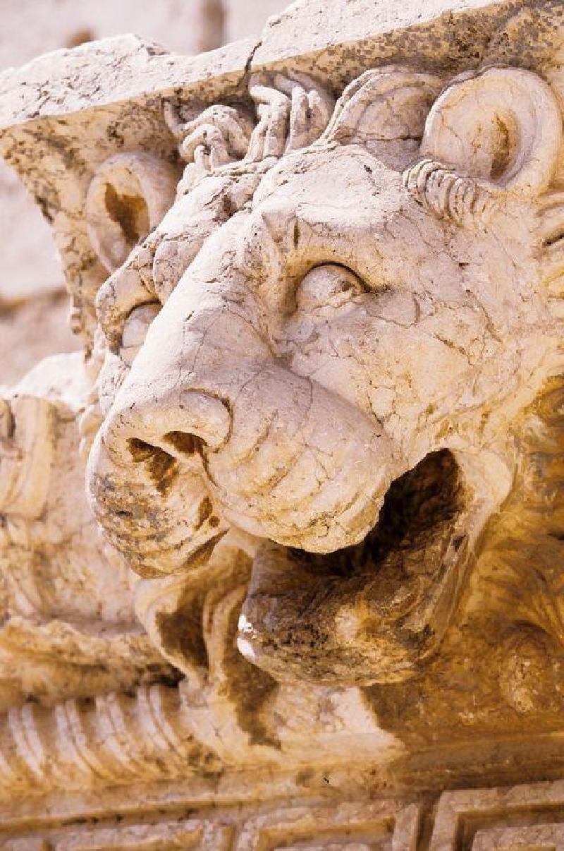 lion-head-c-tudor-hulubei.jpg