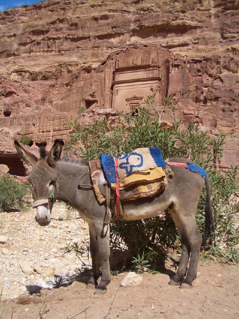 donkey-cc-RMNL.jpg