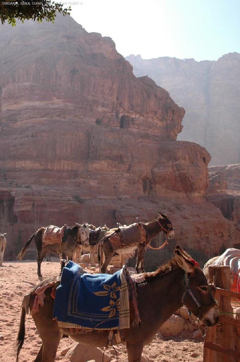 donkey-parking-lot-cc-Joan-Rubio.jpg